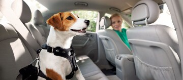 Kleiner braun-weißer Hund mit schwarzem Geschirr sitzt auf dem Rücksitz eines Autos, während eine Frau im grünen Oberteil lächelnd nach hinten schaut.