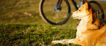 Ruhiger Hund mit braun-weißem Fell liegt auf grünem Gras neben einem Fahrrad im Sonnenlicht