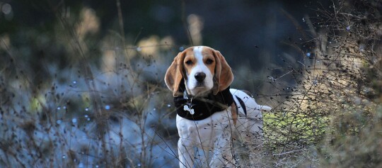 Beagle-Hund mit weiß-braunem Fell und schwarzem Halsband steht in natürlicher Umgebung mit trockenem Gras