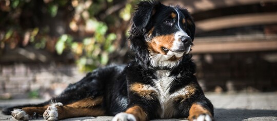 Bernhardiner Hund liegt entspannt auf gepflastertem Boden im Freien mit typischem dreifarbigen Fell