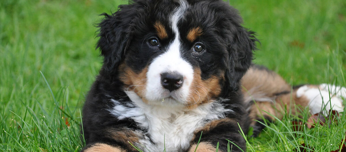 Ein Berner Sennenwelpe liegt im Gras Niedlicher Berner Sennenhund-Welpe liegt auf grünem Gras, flauschiger dreifarbiger Hund mit neugierigem Blick