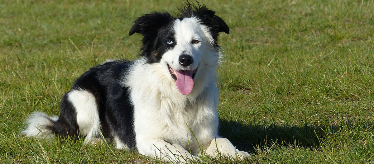 Ein Border Collie liegt auf einer Wiese Ein Border Collie liegt auf einer Wiese