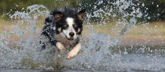 Border Collie rennt energiegeladen durch Wasser mit spritzenden Wassertropfen