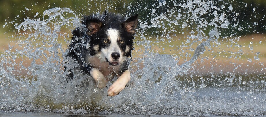 Ein Border Collie springt durchs Wasser Border Collie rennt energiegeladen durch Wasser mit spritzenden Wassertropfen