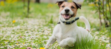 Glücklicher Jack Russell Terrier spielt in einem blühenden Feld mit weißen und gelben Gänseblümchen