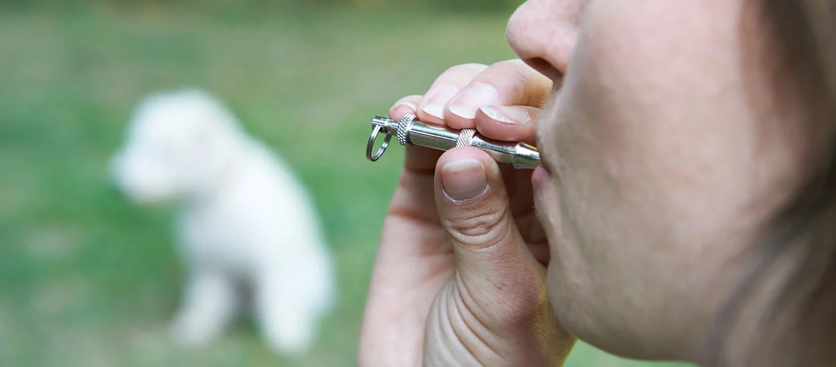 Nahaufnahme einer Person, die in eine Metall-Hundepfeife bläst, mit einem unscharfen weißen Hund im Hintergrund auf dem Gras.