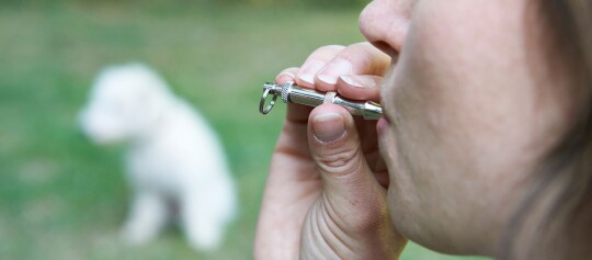 Eine Frau ruft ihren Hund mit einer Hundepfeife