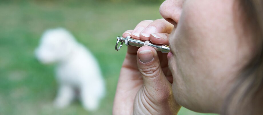 Eine Frau ruft ihren Hund mit einer Hundepfeife Nahaufnahme einer Person, die in eine Metall-Hundepfeife bläst, mit einem unscharfen weißen Hund im Hintergrund auf dem Gras.