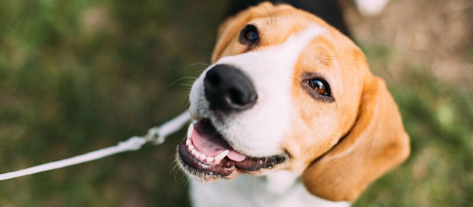 Angeleinter Beagle guckt zu seinem Besitzer hoch Glücklicher Beagle mit weiß-braunem Fell und Leine im Freien