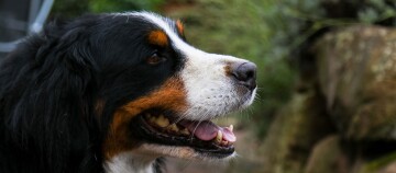 Nahaufnahme eines Berner Sennenhunds mit dreifarbigem Fell und offenem Maul vor natürlichem Hintergrund