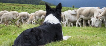 Border Collie Hund bewacht Schafherde auf grüner Weide in ländlicher Umgebung