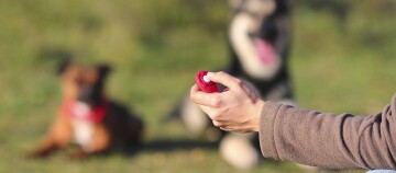 Hundetraining mit rotem Klicker im Park, zwei Hunde warten geduldig auf Befehl