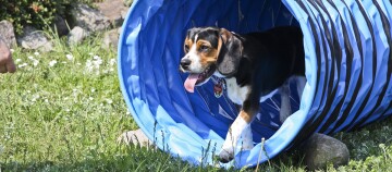 Beagle-Hund läuft aus blauem Agility-Tunnel auf grünem Gras mit Blumen und Steinen