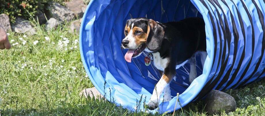 Ein kleiner Hund läuft beim Degility Training durch einen blauen Tunnel Beagle-Hund läuft aus blauem Agility-Tunnel auf grünem Gras mit Blumen und Steinen