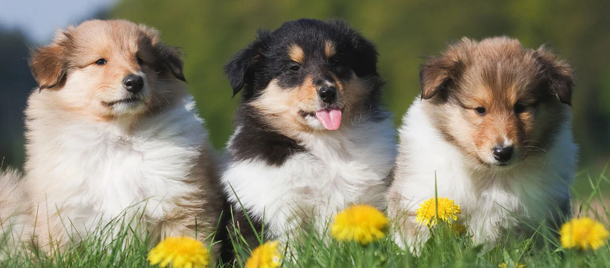 Drei niedliche Shetland Sheepdog-Welpen sitzen auf grünem Gras mit gelben Löwenzahnblumen im Freien