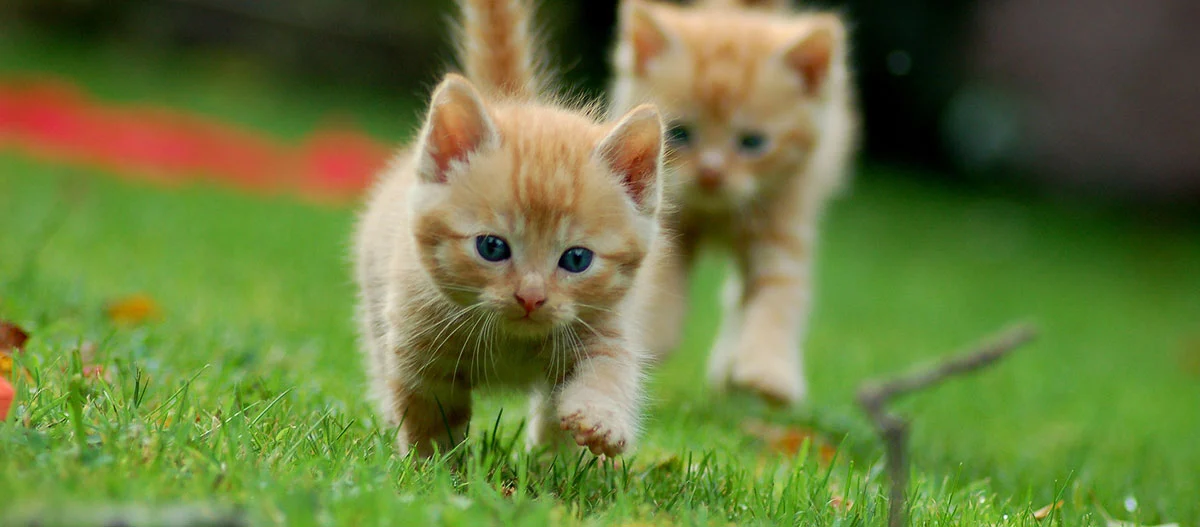 Zwei orangefarbene Kätzchen laufen auf grünem Gras, Nahaufnahme von süßen jungen Katzen im Freien