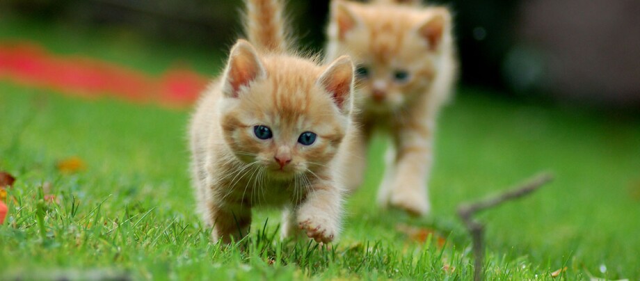 Zwei rötlich getigerte Katzebabys rennen über eine Wiese Zwei orangefarbene Kätzchen laufen auf grünem Gras, Nahaufnahme von süßen jungen Katzen im Freien
