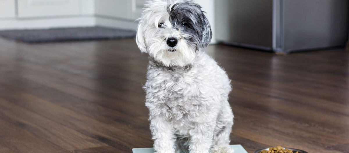 Ratgeber-Ernährung-Hund_Waage_1200x527 Ein Hund sitzt auf der Waage.