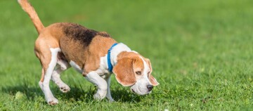 Beagle-Hund mit blauem Halsband schnüffelt konzentriert auf einem grünen Grasfeld
