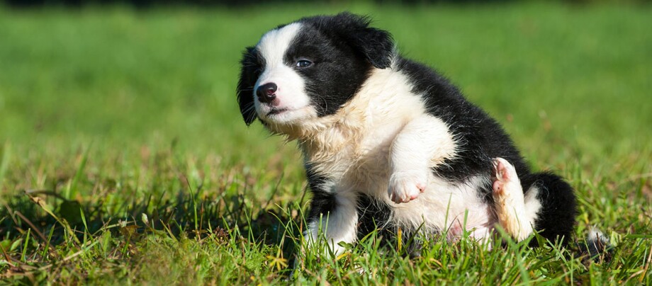 Ein Welpe sitzt auf einer Wiese und kratzt sich