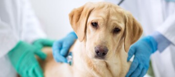 Labrador Retriever beim Tierarzt, der mit einem Stethoskop untersucht wird, veterinärmedizinische Untersuchung eines Hundes
