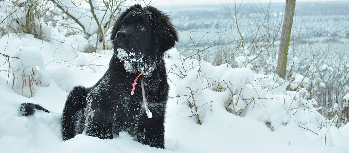 Ratgeber-Hochladen-Neufundlaender_Schnee_1200x527 Ein Neufundländer sitzt im Schnee.