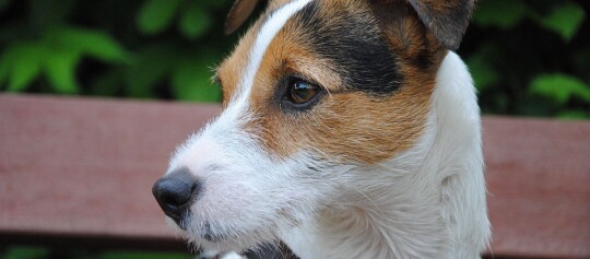 Nahaufnahme eines Jack Russell Terriers mit weißem Fell und braunen sowie schwarzen Gesichtsflecken, der aufmerksam nach links schaut.
