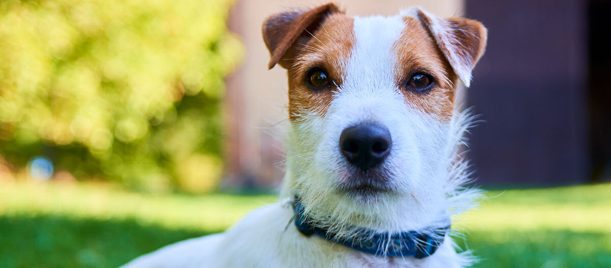 Ratgeber-Hochladen-Parson_1200x527 Ein Parson Russell Terrier schaut direkt in die Kamera.