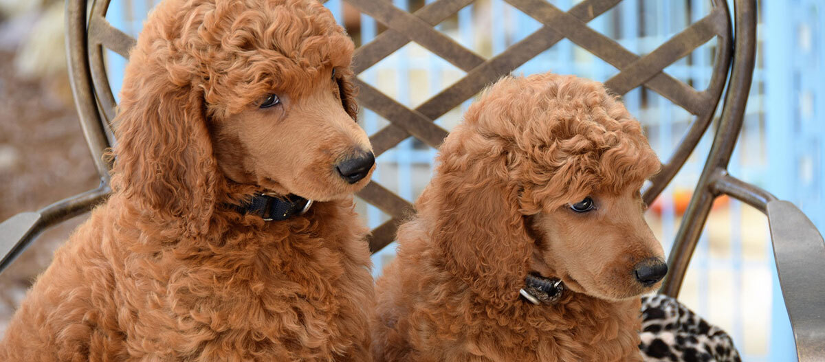 Ratgeber-Hochladen-Pudel-Puppies_1200x527 Zwei braune Pudelwelpen mit lockigem Fell sitzen auf einem Metallstuhl mit Gitterlehne.