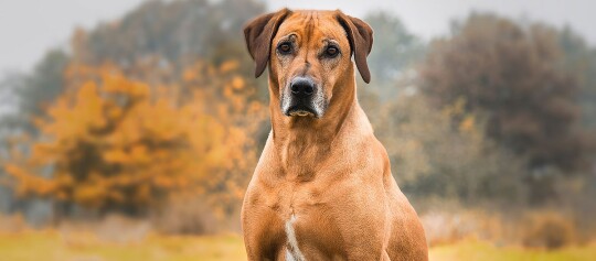 Großer brauner Hund mit kurzem Fell sitzt aufmerksam im herbstlichen Wald mit bunten Blättern