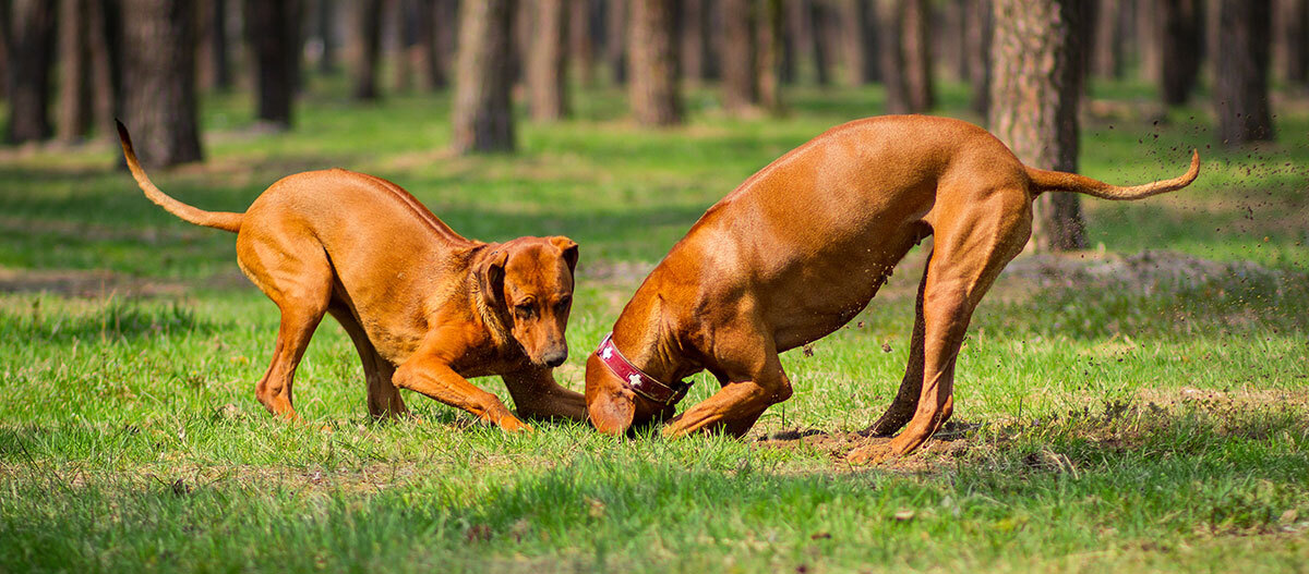Zwei Rhodesian Ridgeback buddeln gemeinsam auf einer Wiese Zwei Rhodesian Ridgeback buddeln gemeinsam auf einer Wiese