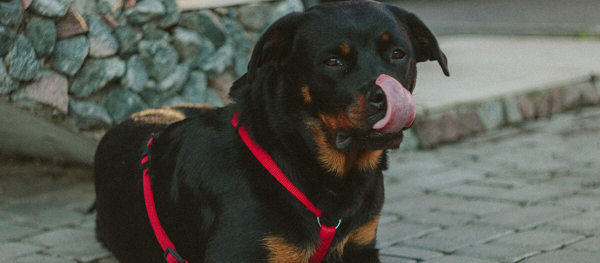 Ratgeber-Hochladen-Rottweiler-Nah_1200x527 Ein Rottweiler leckt sich die Schnauze.