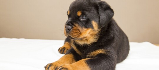 Niedlicher Rottweiler-Welpe liegt auf weißer Decke, schwarzes und braunes Fell, junge Hunderasse