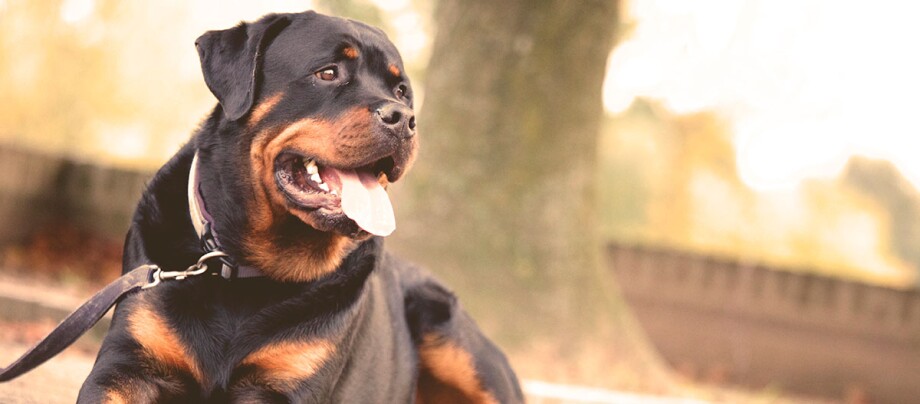 Ratgeber-Hochladen-Rottweiler_1200x527 Ein Rottweiler liegt im Park.