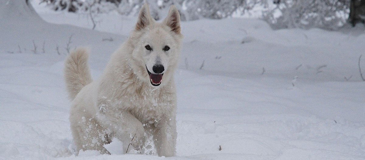 Ein weißer Schäferhund rennt durch eine Schneelandschaft Weißer Hund läuft fröhlich durch verschneite Winterlandschaft mit dickem Fell