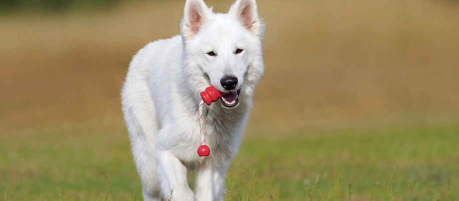 Ratgeber-Hochladen-weisser-Schaefer_1200x527-5eaad3b6066eb Weißer Schweizer Schäferhund spielt mit rotem Kauspielzeug auf grünem Gras im Freien