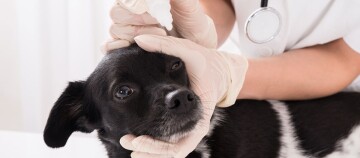 Tierarzt gibt einem schwarzen Hund Augentropfen, medizinische Behandlung beim Hund