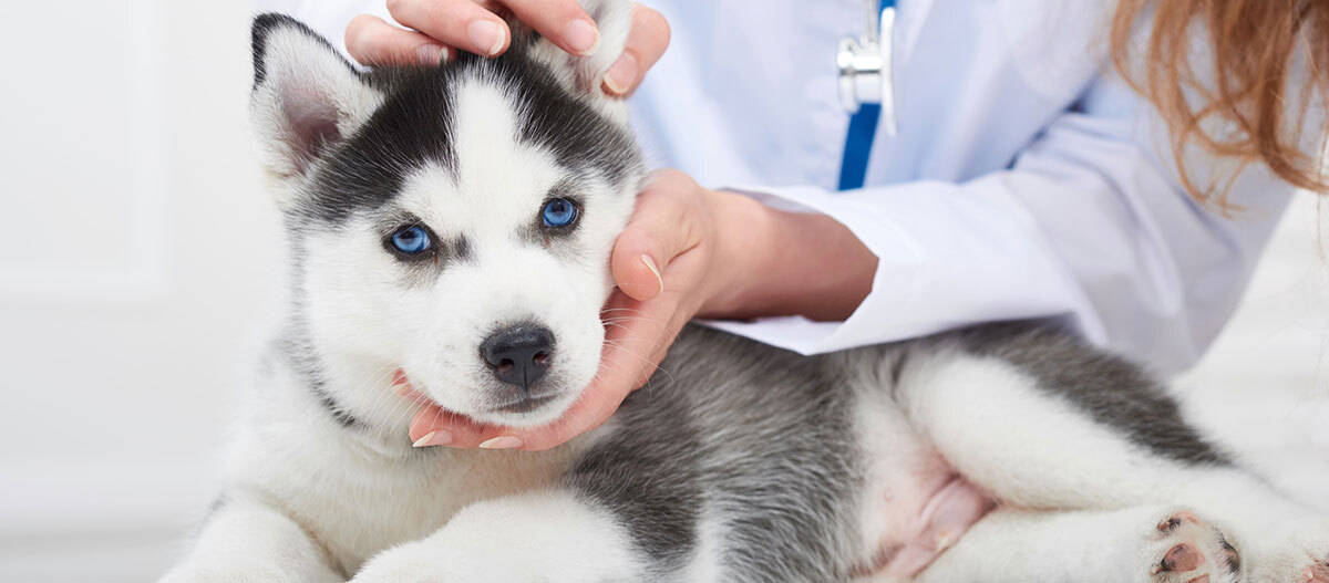 Ein Husky Welpe wird vom Tierarzt untersucht Ein Husky Welpe wird vom Tierarzt untersucht