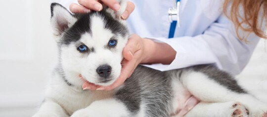 Ein Husky Welpe wird vom Tierarzt untersucht