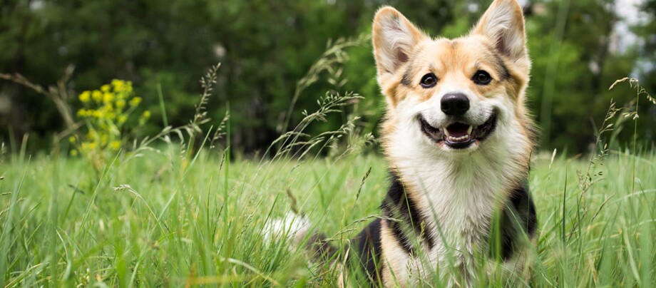 Ein Hund steht inmitten von Gräsern. Ein Hund steht inmitten von Gräsern.