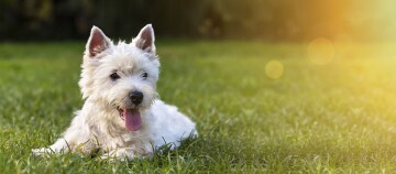 Ein Hund liegt auf der Wiese.