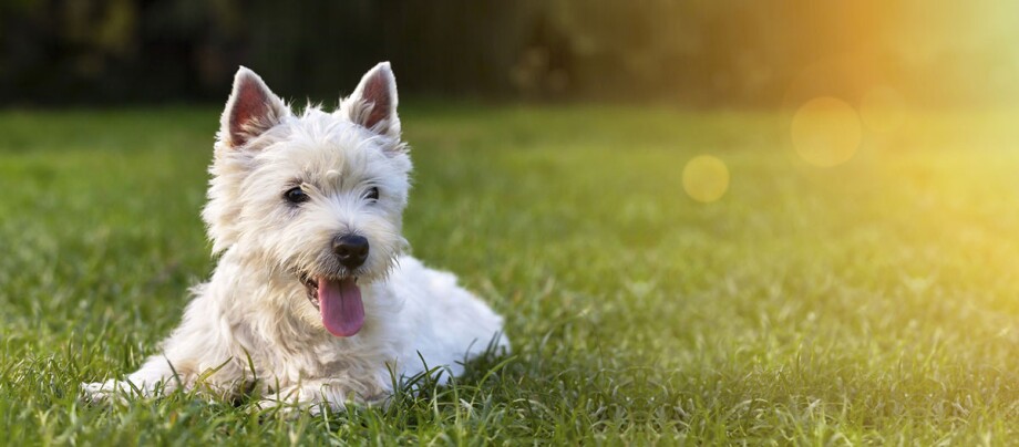 Ein Hund liegt auf der Wiese. Ein Hund liegt auf der Wiese.