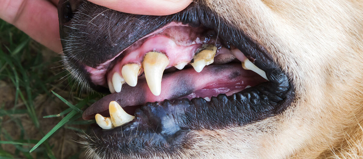 Ratgeber-Hund-Ernährung-Zähne_1200x527 Die Zähne eines Hundes werden gezeigt.