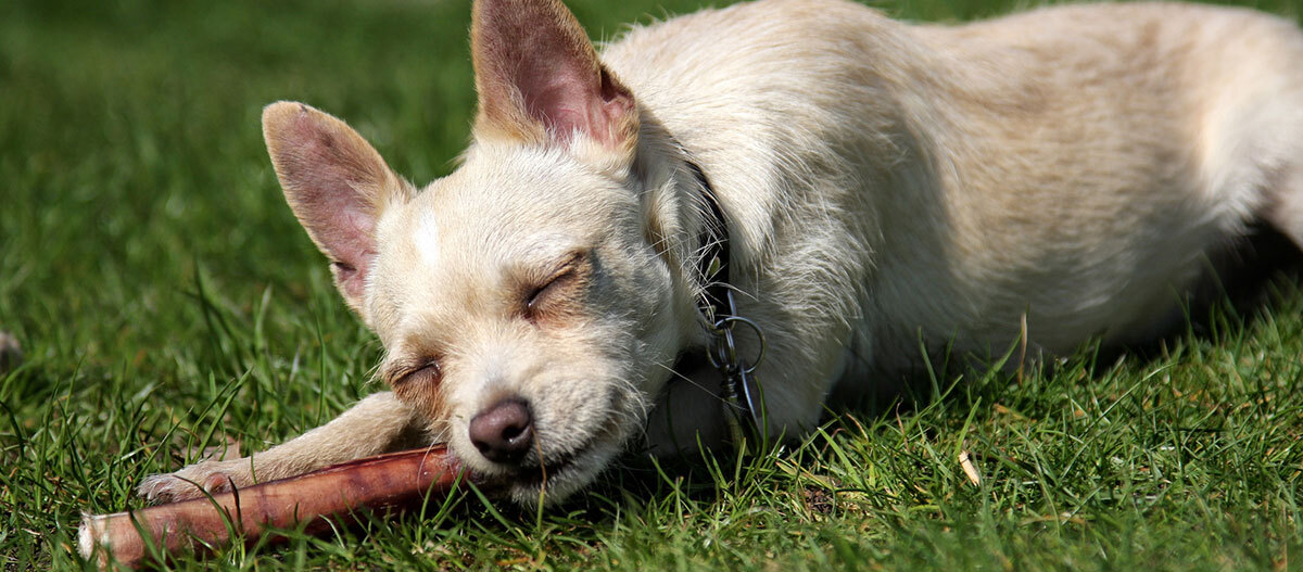 Ratgeber-Hund-Ernährung-kauen_1200x527 Hund kaut an Stange.