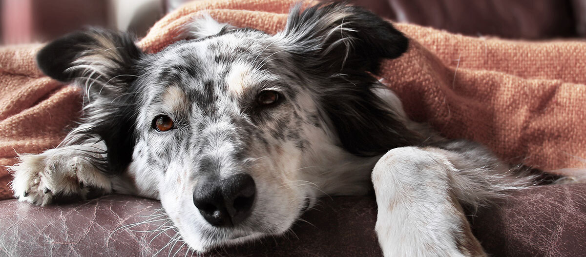 Ein Hund liegt unter einer Decke