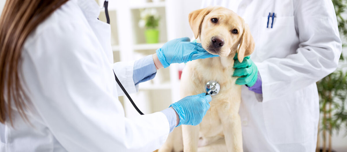 Ratgeber-Hund-Ernährung_1200x527-5ea6e467e5a41 Ein Welpe wird vom Tierarzt untersucht.