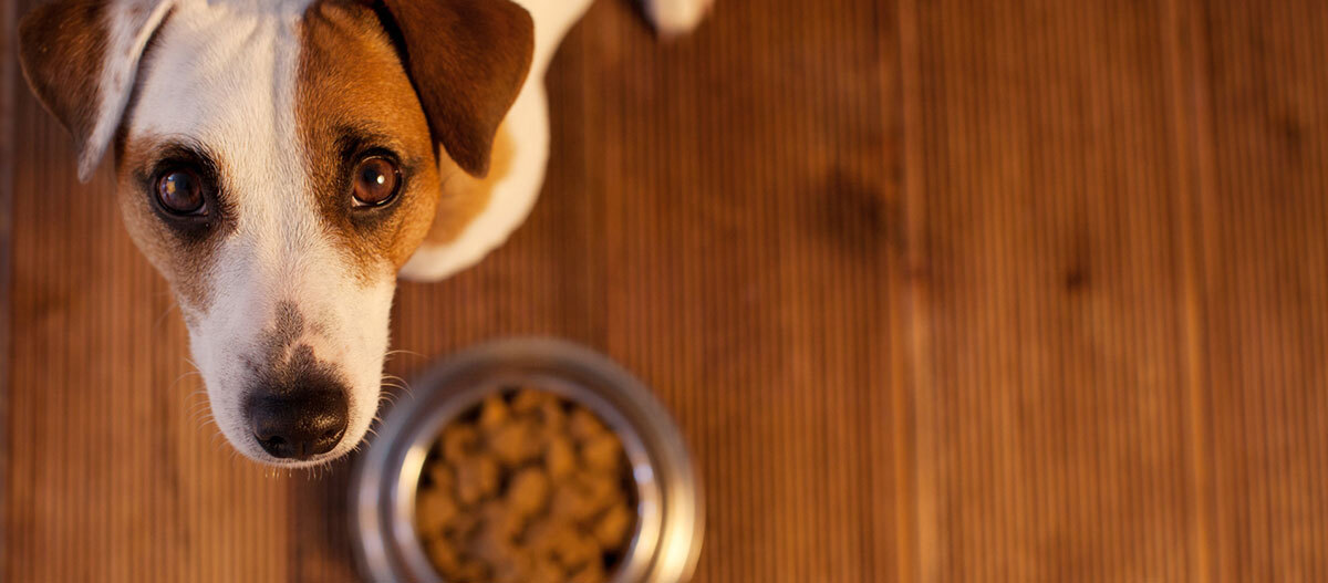 Ein Terrier steht vor einem Napf und schaut hoch Ein Terrier steht vor einem Napf und schaut hoch