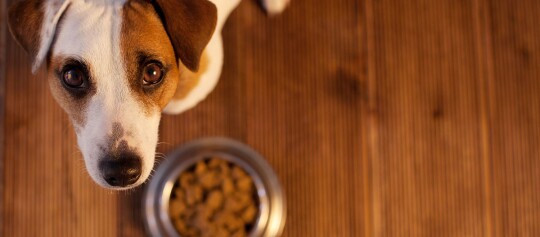 Ein Terrier steht vor einem Napf und schaut hoch