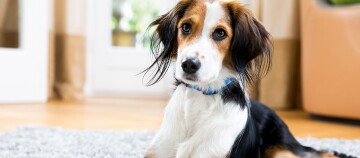 Nahaufnahme eines mittelgroßen Hundes mit weißem, schwarzem und braunem Fell, der auf einem grauen Teppich in einem hellen Wohnzimmer liegt.