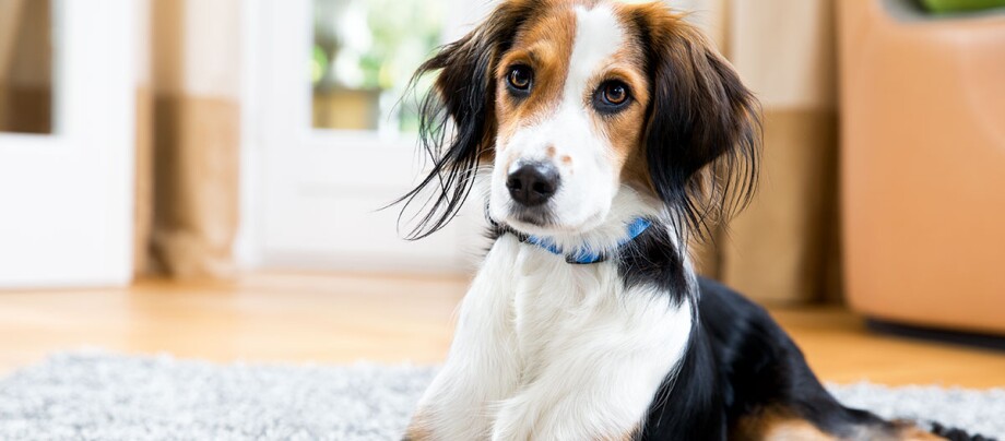 Nahaufnahme eines mittelgroßen Hundes mit weißem, schwarzem und braunem Fell, der auf einem grauen Teppich in einem hellen Wohnzimmer liegt.